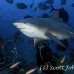 shark_bull_1d_srmr_beqa_h_0386_fij9320.jpg